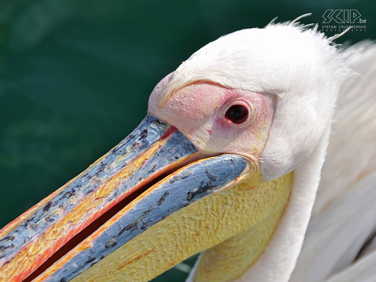 Walvisbay - White pelican  Stefan Cruysberghs